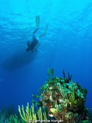 3rd safety stop of the day. East End wall, Grand Cayman. ... by Samantha Morgan 
